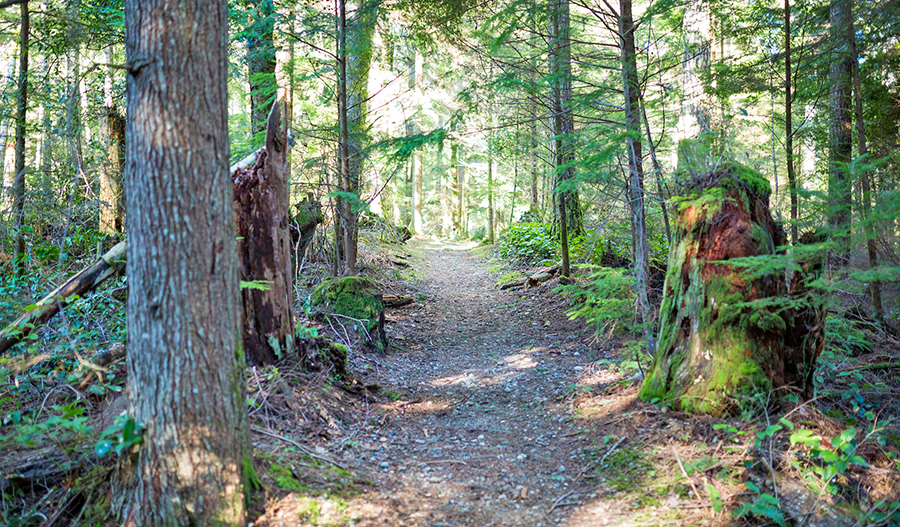 Hiking path at McCormick Trails in Port Orchard