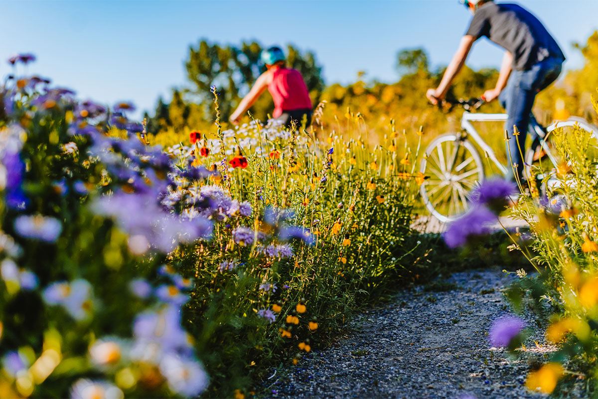 Bike path cutting through beautiful wildflowers with two cyclists riding by