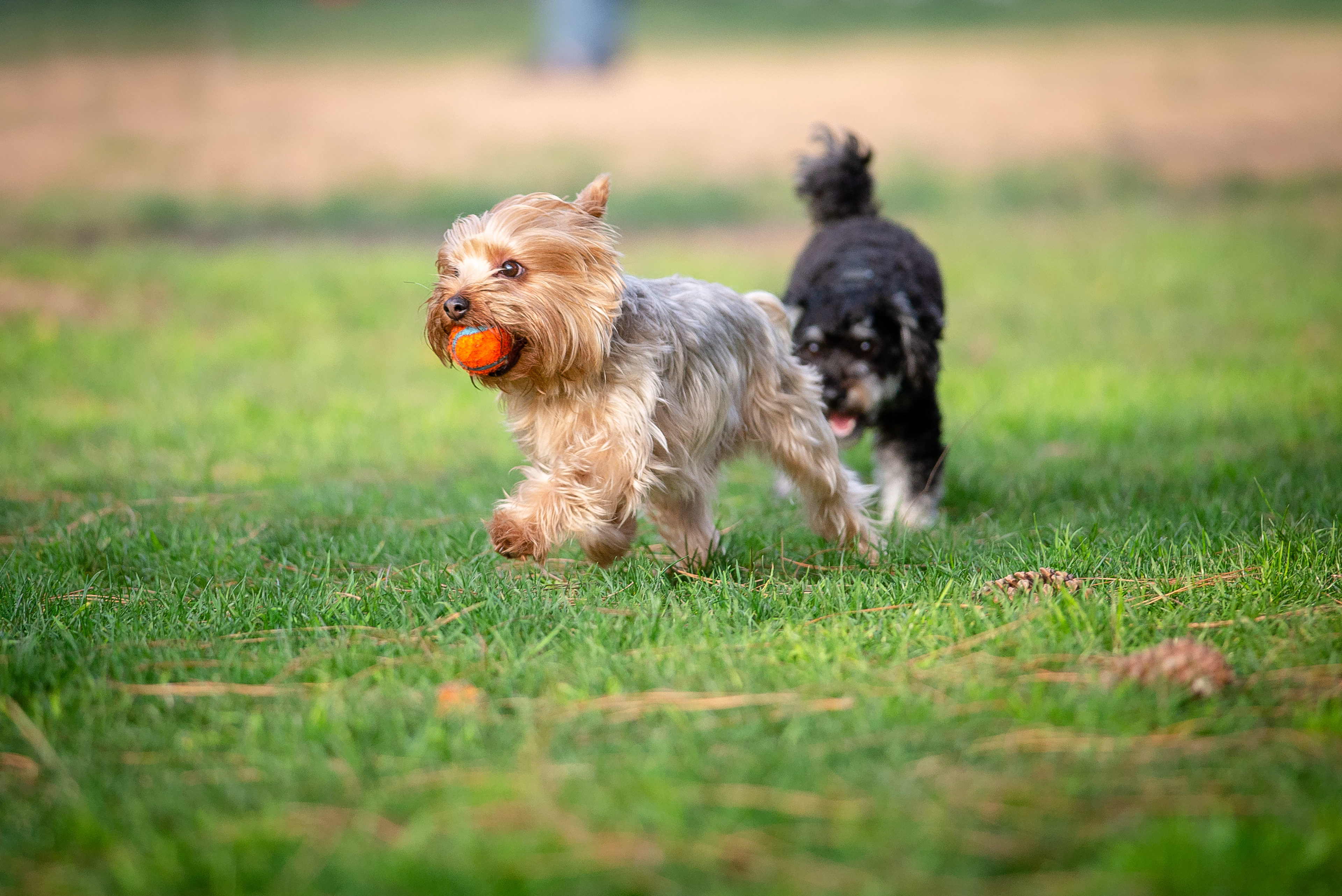 Two dogs running with a ball on a well-maintained lawn