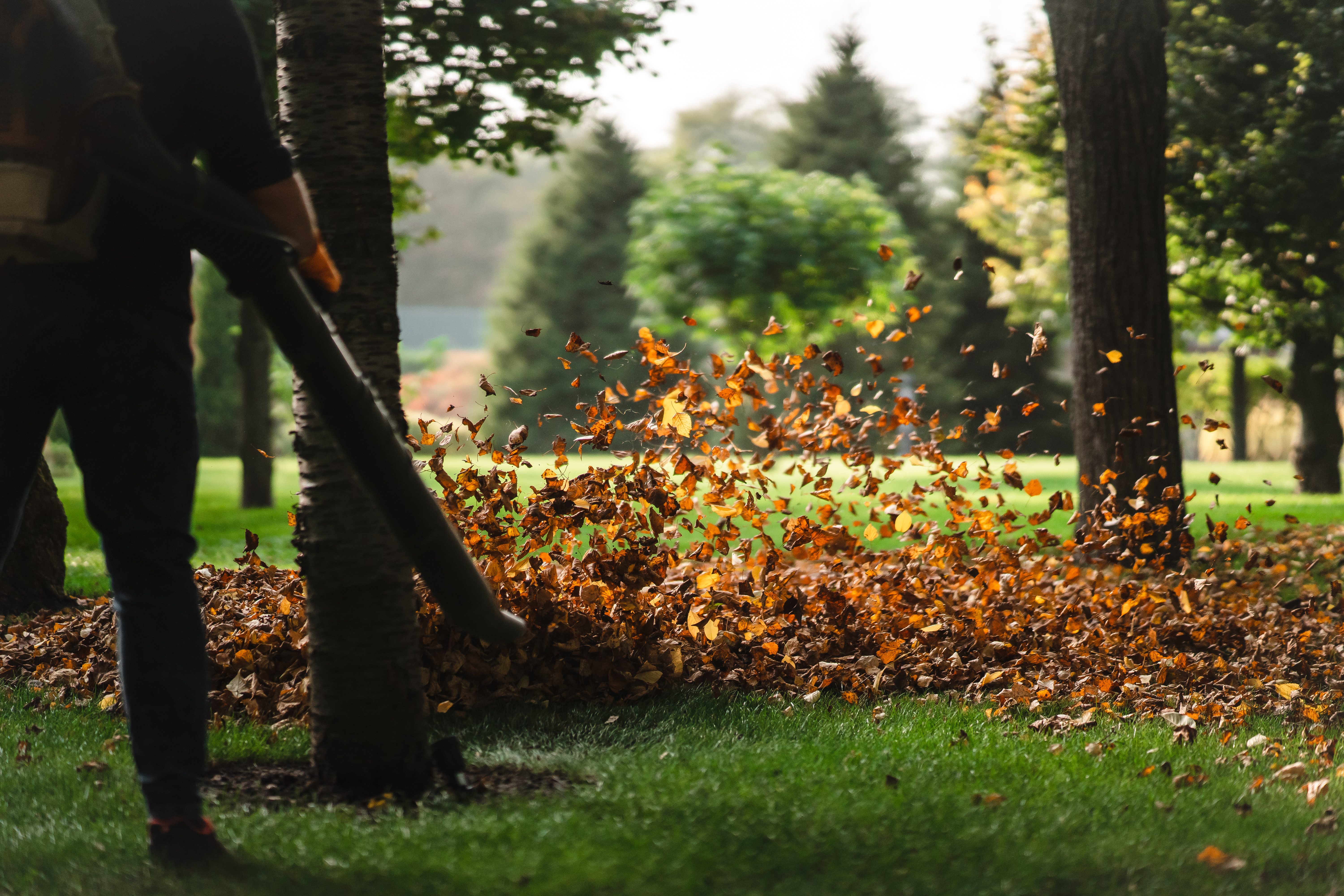 Someone using a leaf blower to get rid of dried leaves as part of yard maintenance