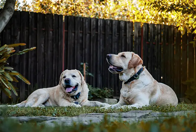 Two yellow lab dogs laying in the grass in front of a fence